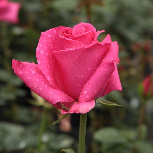 Rozen bestellen en bezorgen - Rosa Lancôme - roze - theehybriden - geurloze roos - Georges Delbard - Lange en sterke steel maakt het een goede snijbloem. Kan de hele zomer door geplukt worden ondanks de minder rijke bloei.